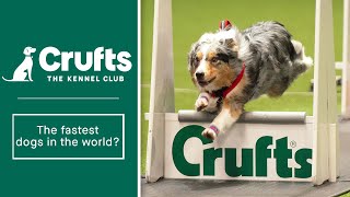 Dont Blink The FASTEST dogs in the world return to Crufts in Flyball 🐕💨 [upl. by Anauqed68]