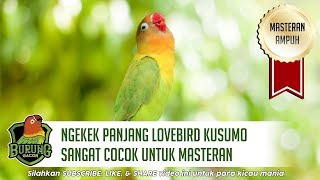 Ngekek Panjang Lovebird Kusumo Sangat Cocok Untuk Masteran [upl. by Gardol]