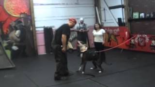 Schutzhund Protection TrainingVernon HillsILpart2912012 [upl. by Coulombe]