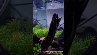 Perawatan Rutin Ganti Air Aquascape Natural Simpel 30 cm Usia 1 Minggu SHORTS [upl. by Taka642]