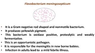 Flavobacterium meningosepticum [upl. by Inimod]