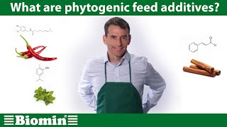 What are phytogenic feed additives Your Animal Nutrition Questions Answered [upl. by Carothers99]