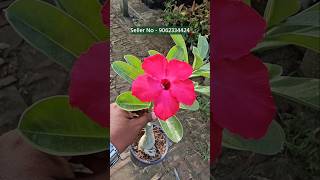 buy adenium plant from plant nursery kolkata all india home delivery [upl. by Quickman]