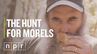 How To Find Morels  The Salt  NPR [upl. by Hewitt]