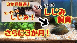 飼育開始から6ヶ月経過！【スーパーのシジミ】 [upl. by Nolat]