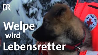 Lebensretter auf 4 Pfoten Vom tapsigen Welpen zum Trümmerhund  Schwaben amp Altbayern  BR [upl. by Filler]