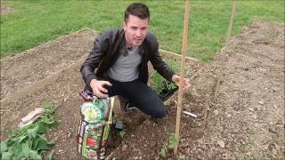 Comment planter des tomates [upl. by September]