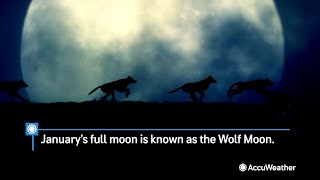 Wolf Moon Rises Tonight the First Full Moon of 2024  AccuWeather [upl. by Mortimer847]