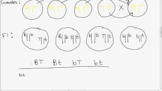 Leaving Cert Genetics Dihybrid Cross [upl. by Benedicta]