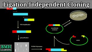 LigationIndependent Cloning  LIC Cloning [upl. by Wagshul]