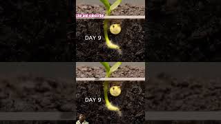 Capsicum seed grow timelapse shorts plants timelapse [upl. by Aikar]