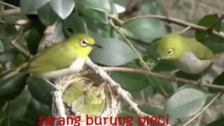 JENIS JENIS SARANG BURUNG di alam liar [upl. by Dalis]