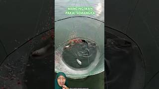 MENJARING IKAN PAKAI SEMANGKA fish fishing experiment amazingfacts [upl. by Annoif689]