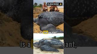 🐢 Meet the Worlds Largest Turtle [upl. by Gordie]