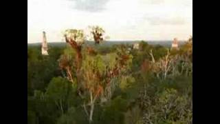 Belize Mayan Temples  Caracol Xunantunich and Tikal [upl. by Beilul]