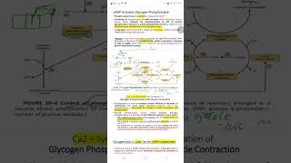 biochemistryglycogen metabolism part 5covalent regulation muscle phosphorylase [upl. by Alemak870]