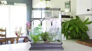 H Potter Glass Plant Terrarium Planter Container Wardian Case [upl. by Zakarias]