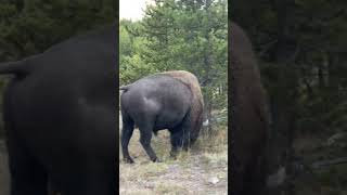 Bison Encounter in Yellowstone Oct 2024 [upl. by Kampmann]