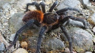 Kankuamo marquezi  a new tarantula from Colombia [upl. by Jacinthe]