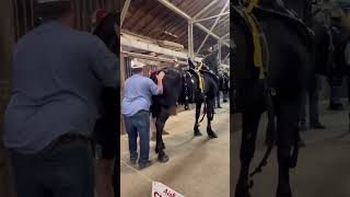 GRWM 😉 NAT’L CLYDESDALE SHOW THE 6 HORSE HiTCH 🥰 justthebells10 horseshow drafthorses [upl. by Malas]