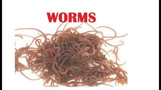 What is tubifex worms [upl. by Faubion]