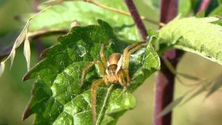 Gerandete Jagdspinne Dolomedes fimbriatus [upl. by Auohs]