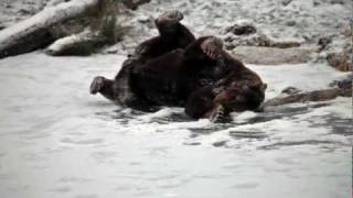 Ours sur la glace au Parc de SainteCroix [upl. by Nitnelav]