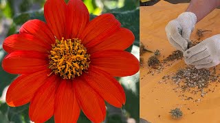 How to Harvest Seeds from Mexican Sunflowers Tithonia [upl. by Kaile]