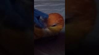 Playing with a Clothespin cute funny beautiful birds nature love enjoy explore like video [upl. by Abran]