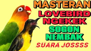 MASTERAN LOVEBIRD NGEKEK PANJANG VS MASTERAN SOGON FULL TEMBAKAN JERNIH TERBARU [upl. by Adlecirg291]