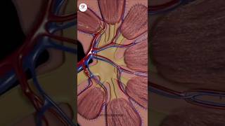 Kidney human urinary system Renal system [upl. by Ydna]