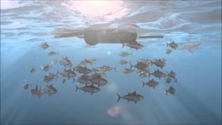 Overfishing Documentary [upl. by Marola]