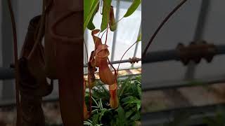 Nepenthes Ventrata looks beautiful  Planting Fields Arboretum State Historic Park [upl. by Studner]