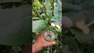 White Bhilawa Price Seeds Shorts 9960660275 shorts [upl. by Anelim164]