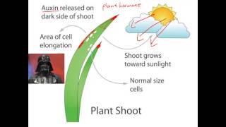 Tropisms for IGCSE Biology [upl. by Elliot729]