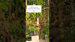 golden fronted leafbird nature beautiful divithura birds srilanka india bathingroutine [upl. by Verdie]