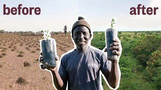 How One Man Planted A Forest in 5 Years [upl. by Dorreg]