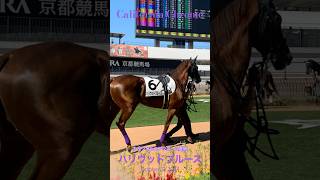 Lucky Pulpitより受け継がれし魅惑の馬体✨California Chrome／ハリウッドブルース🐴💜負けんな！！ [upl. by Parik17]