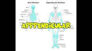 Axial Skeleton vs Appendicular Skeleton [upl. by Turnbull]