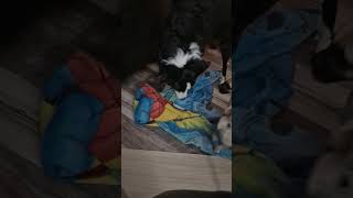 Why does this dog bite a lot 😆😆 seeka puppy abandoned funny [upl. by Hinson]