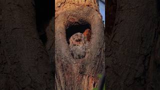 Eastern Screech Owl Sound [upl. by Bigford483]