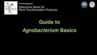 Guide to Agrobacterium Basics [upl. by Taryn]