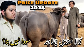 Kala Mandi Peshawar 🐄 🐮2024  Latest Price Updates 💵  Soda Nahi Bana 😞  Vlog364 [upl. by Nnagem]