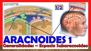 🥇 ARACNOIDES 12 Meninges  Generalidades Espacio Subaracnoideo ¡Explicación Sencilla [upl. by Amrak]