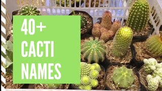 Cacti Names and Pictures Cacti Types and Identification [upl. by Humble]