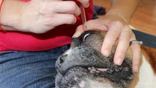 My 3 Favorite Dog Eye Infection Home Remedies Safe and Natural [upl. by Cadell806]