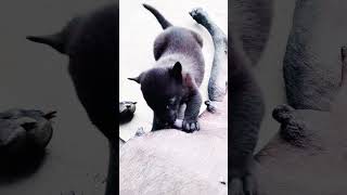 Breakfast animalplanet animalshorts funnyanimals funnyanimalvideos dogs funnydogs puppy [upl. by Clea]