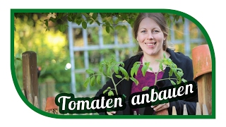 Tomaten anzucht anbauen pflanzen  Aussäen Pikieren und Auspflanzen  Tomaten anbauen im März [upl. by Thgiwd]