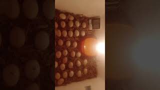 DIY Hatching eggs in incubator at homeegghatchingegghatchingprocessshortsviral [upl. by Goto466]