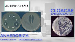 enterobacter cloacae [upl. by Nolad]